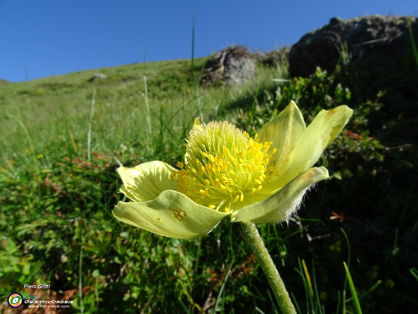 10 Pulsatilla alpina sulphurea (Anemone sulfureo).JPG